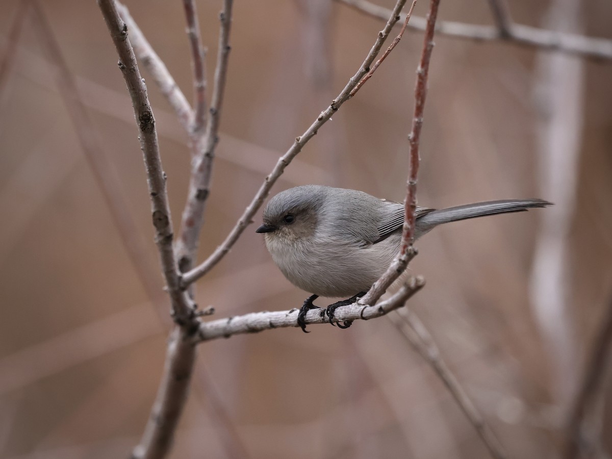 Orite buissonnière - ML646744358