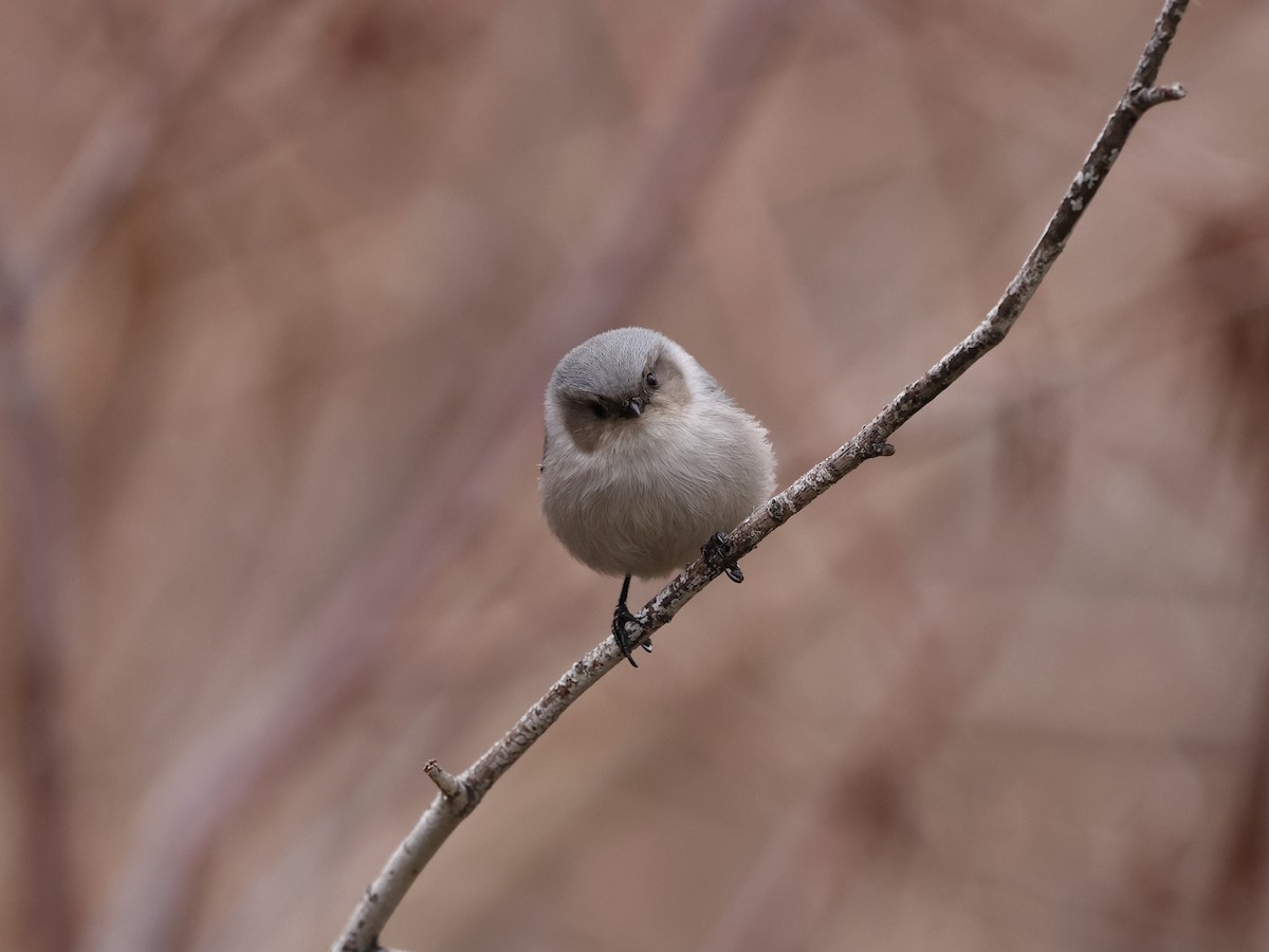 Orite buissonnière - ML646744359