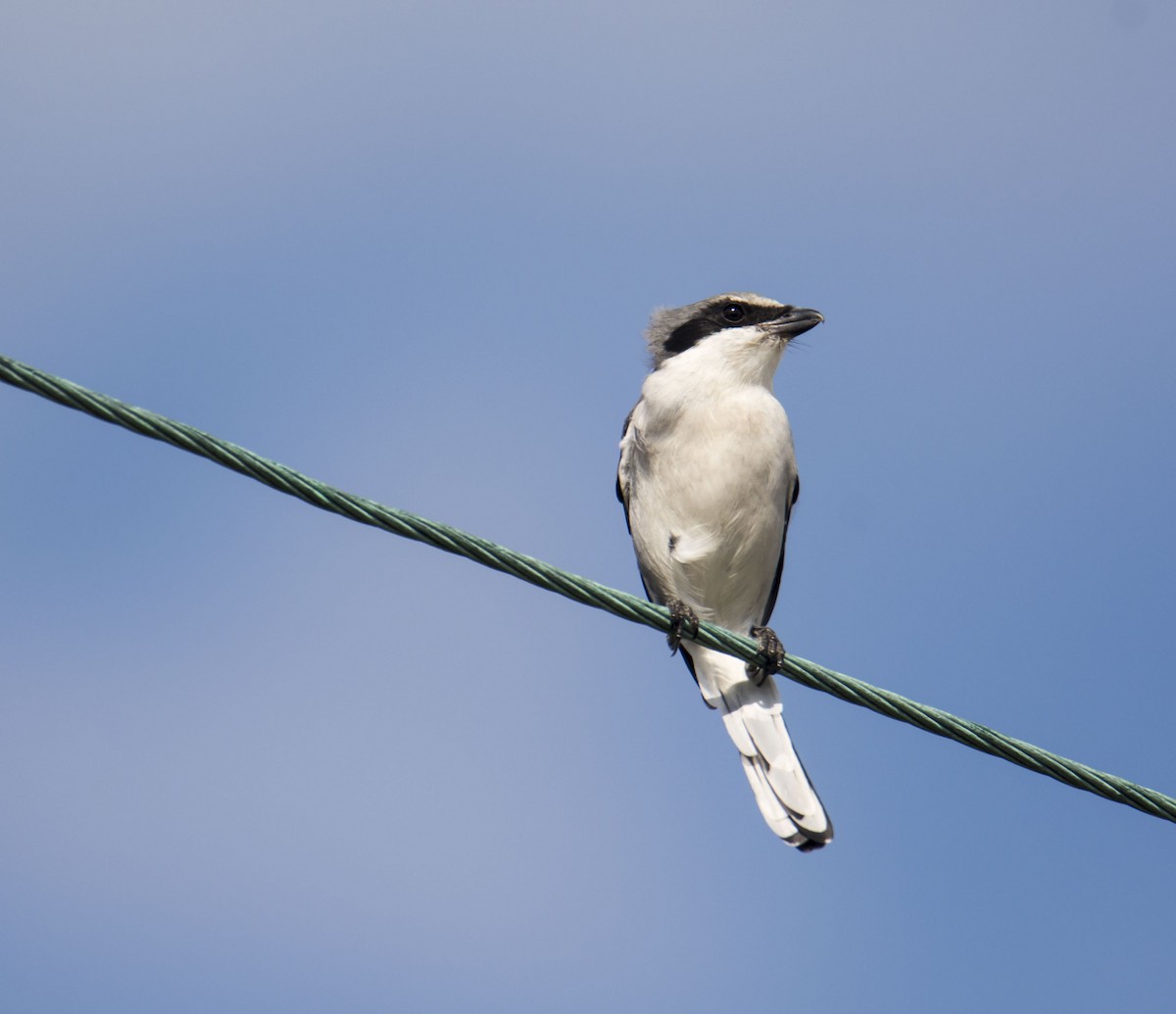 Loggerhead Shrike - ML646744360