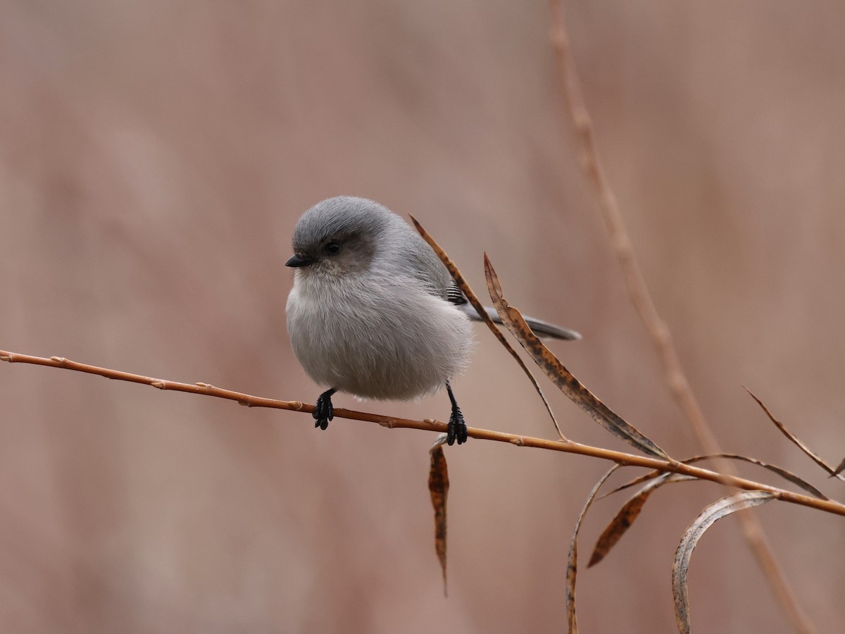 krattmeis - ML646744361