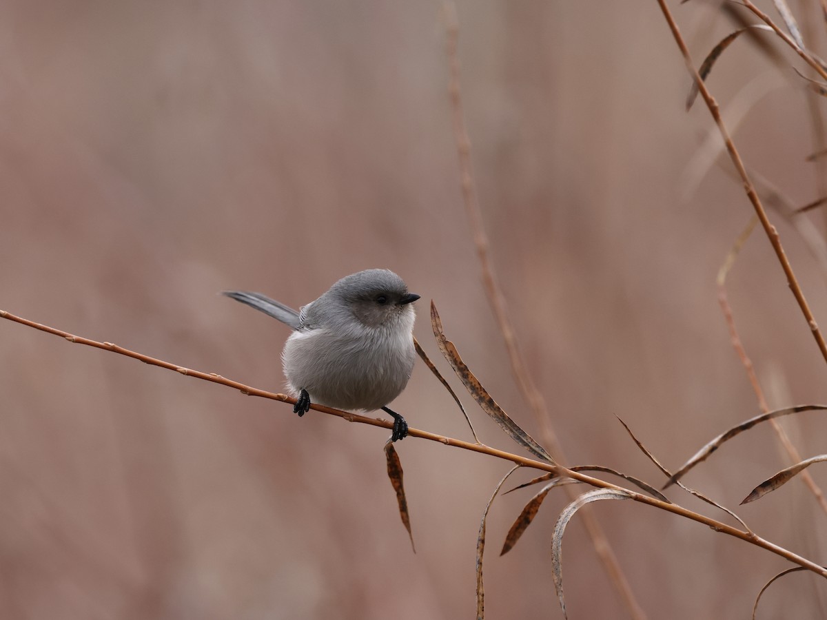 Orite buissonnière - ML646744362