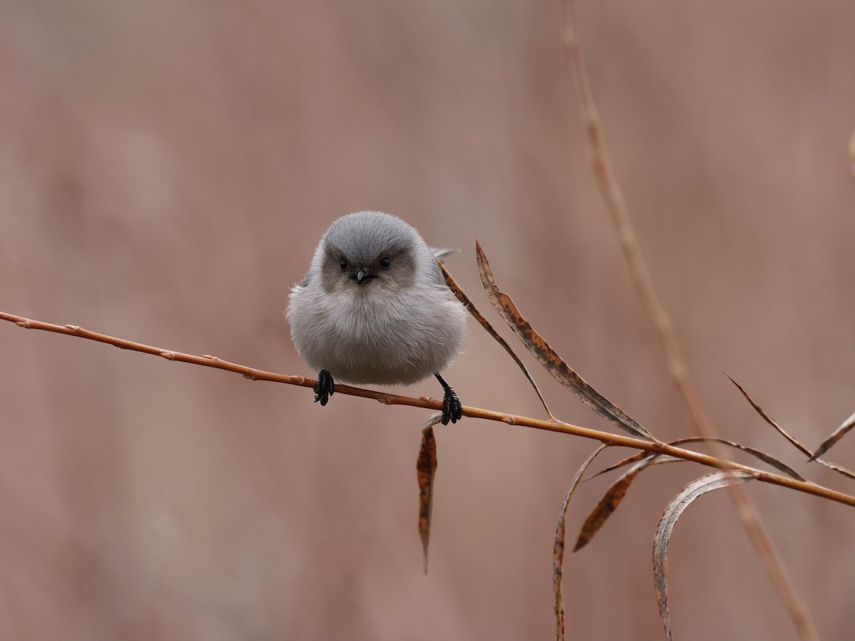 Orite buissonnière - ML646744363