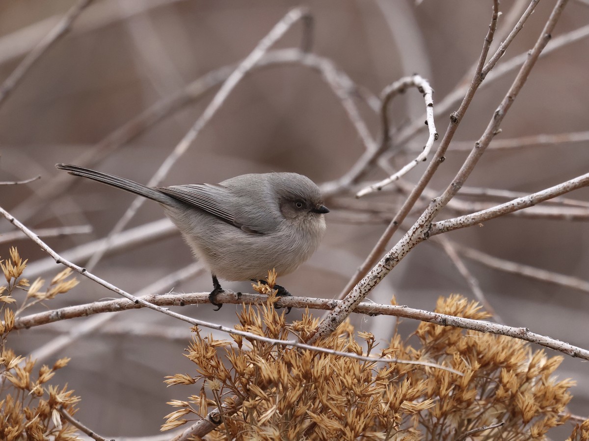 Orite buissonnière - ML646744364