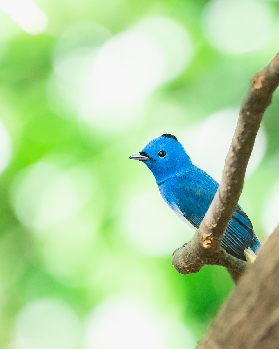 Black-naped Monarch - ML646744366
