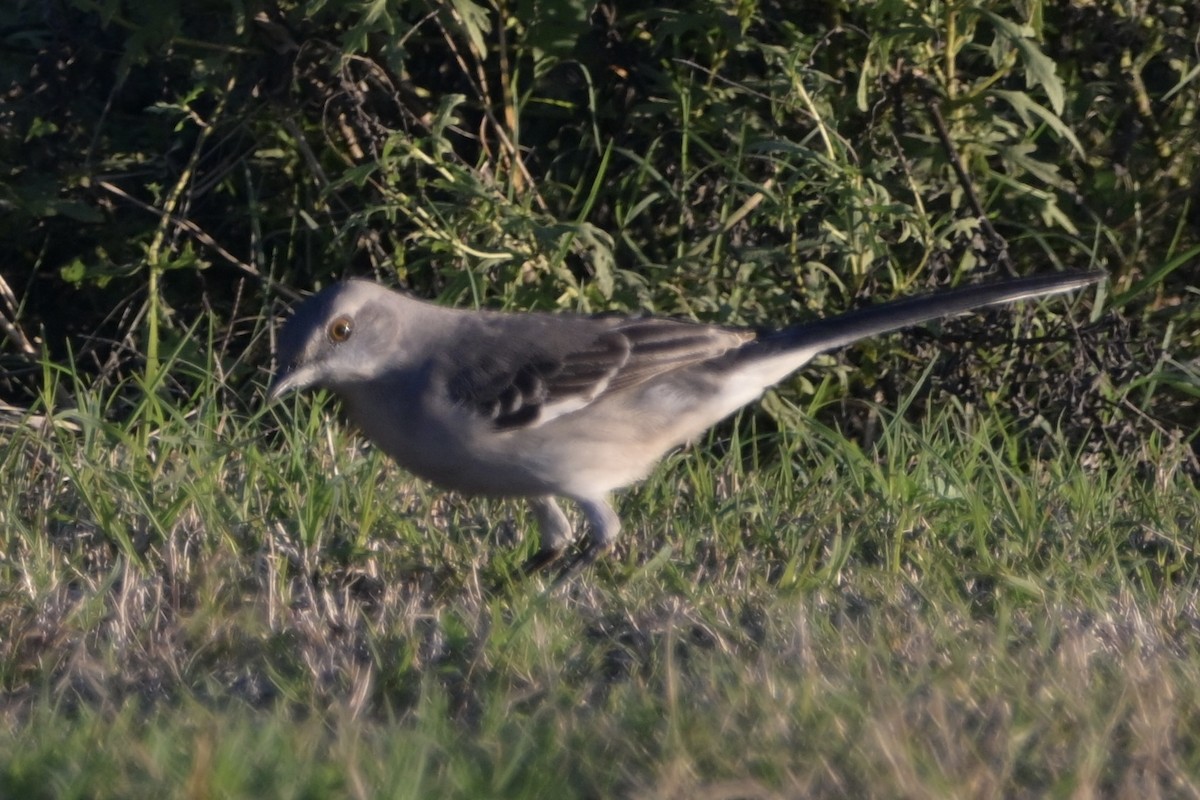 drozdec mnohohlasý - ML646744382