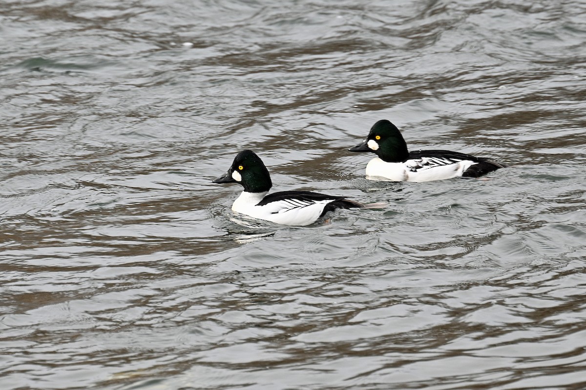 Quattrocchi - ML646744389