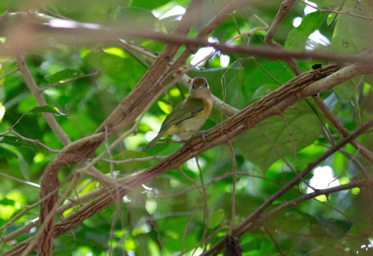 Golden-fronted Greenlet - ML646744391