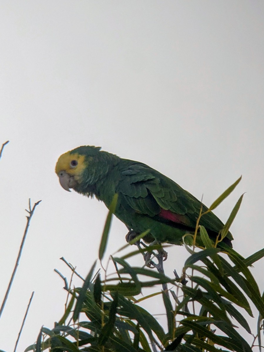Yellow-headed Amazon - ML646744396