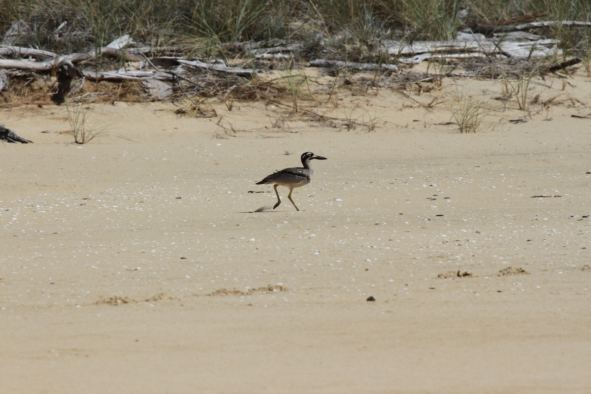 Рифовая авдотка - ML646744398