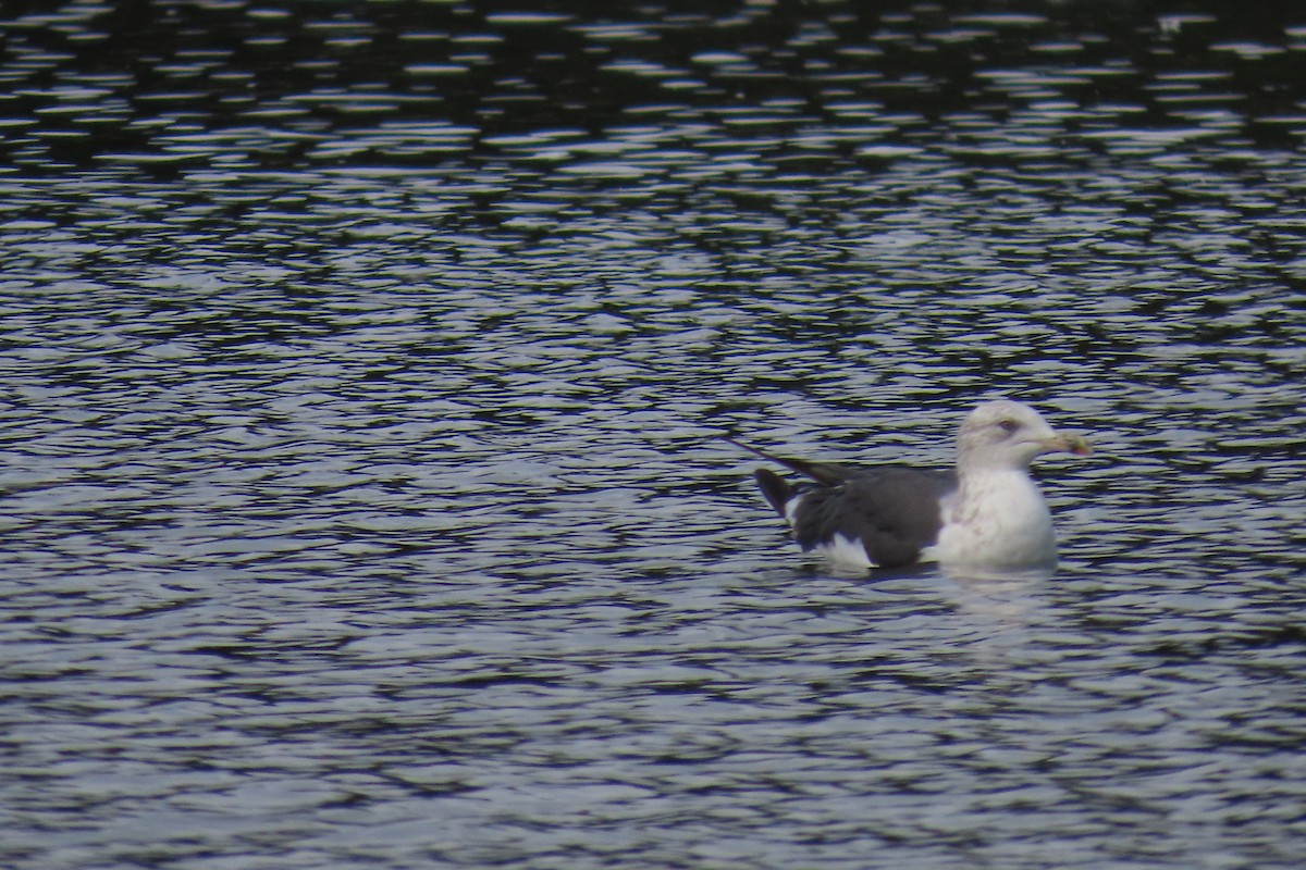 Lesser Black-backed Gull - ML646744399