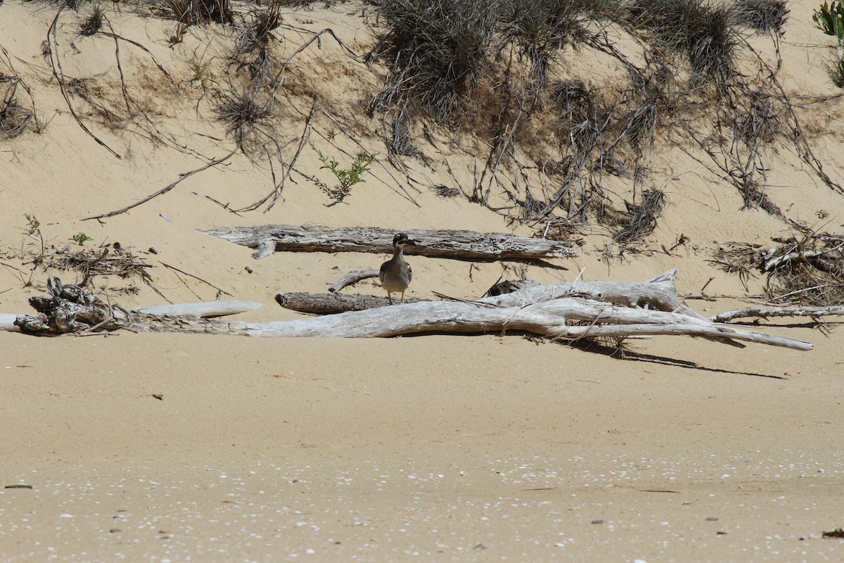 Рифовая авдотка - ML646744400