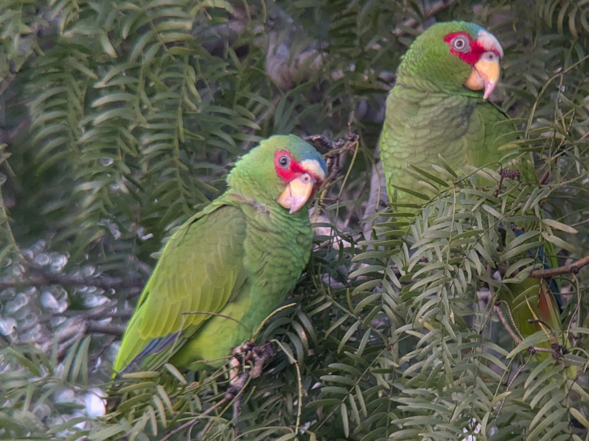 Weißstirnamazone - ML646744402