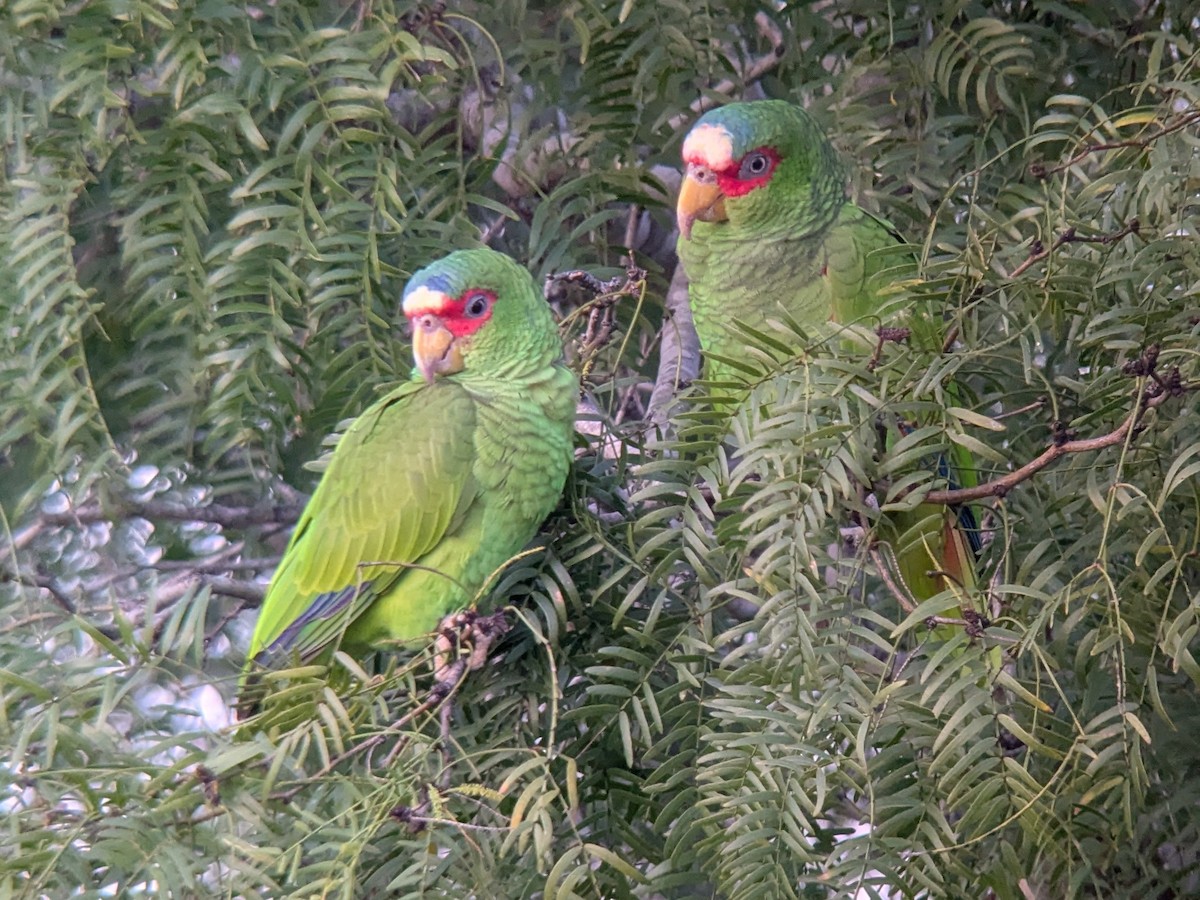 Weißstirnamazone - ML646744403