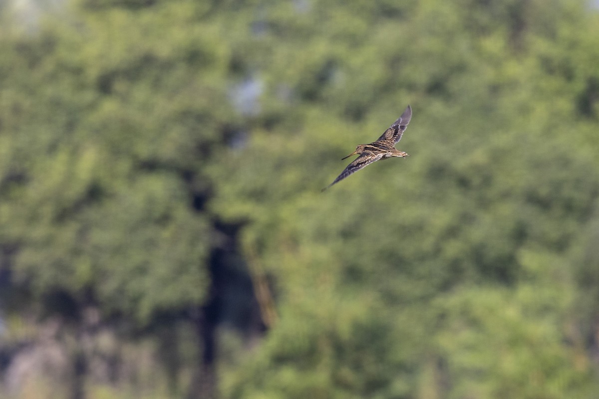 ハリオシギ - ML646744404