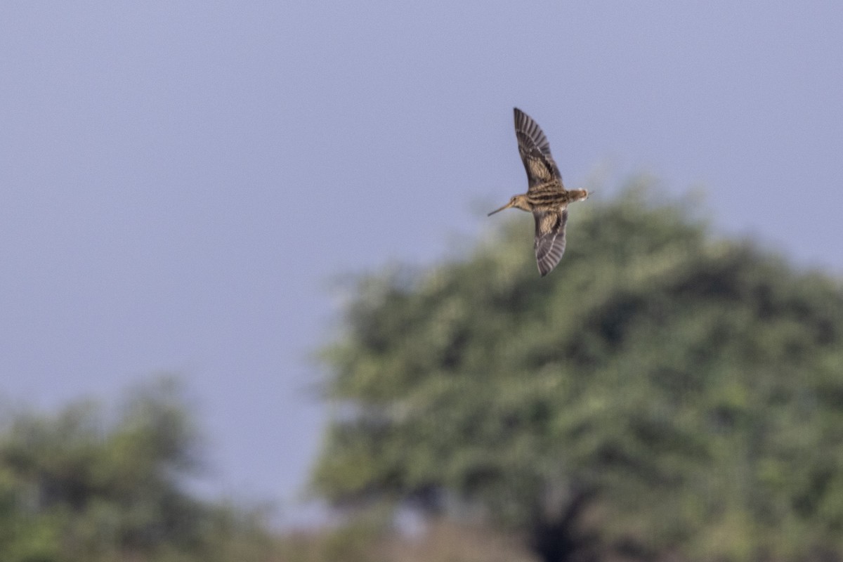 ハリオシギ - ML646744405