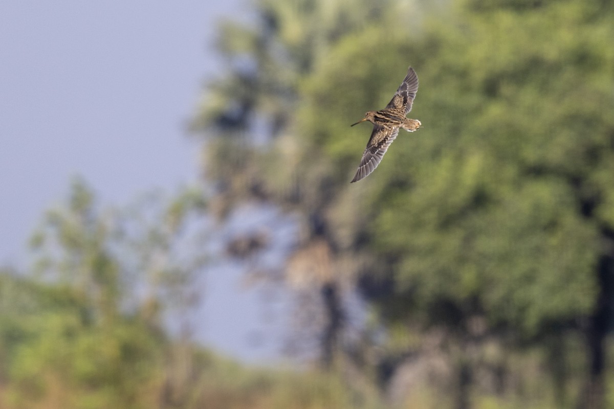 ハリオシギ - ML646744406