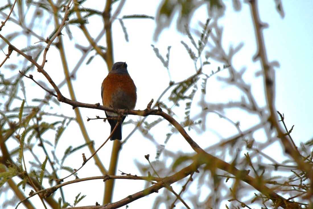 Azulejo Occidental - ML646744407