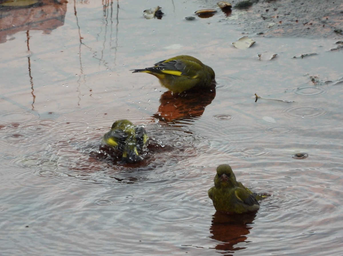 zvonek zelený - ML646744412