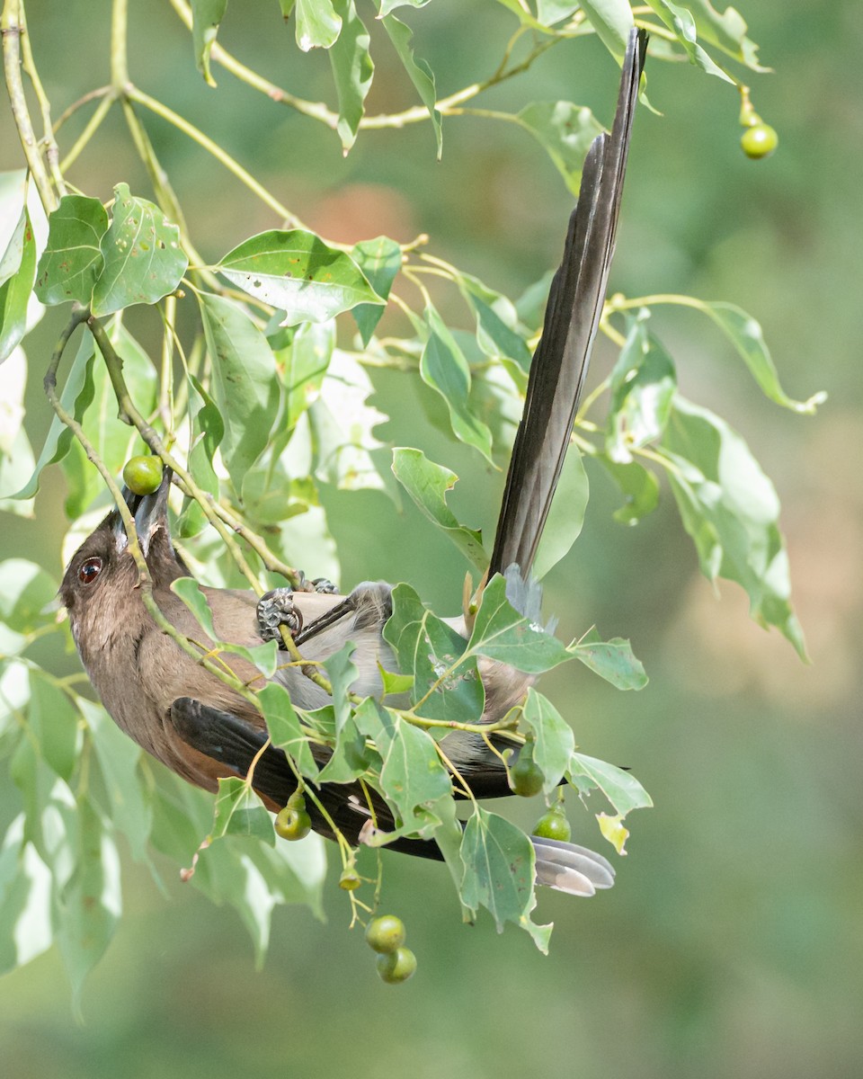 Gray Treepie - ML646744416
