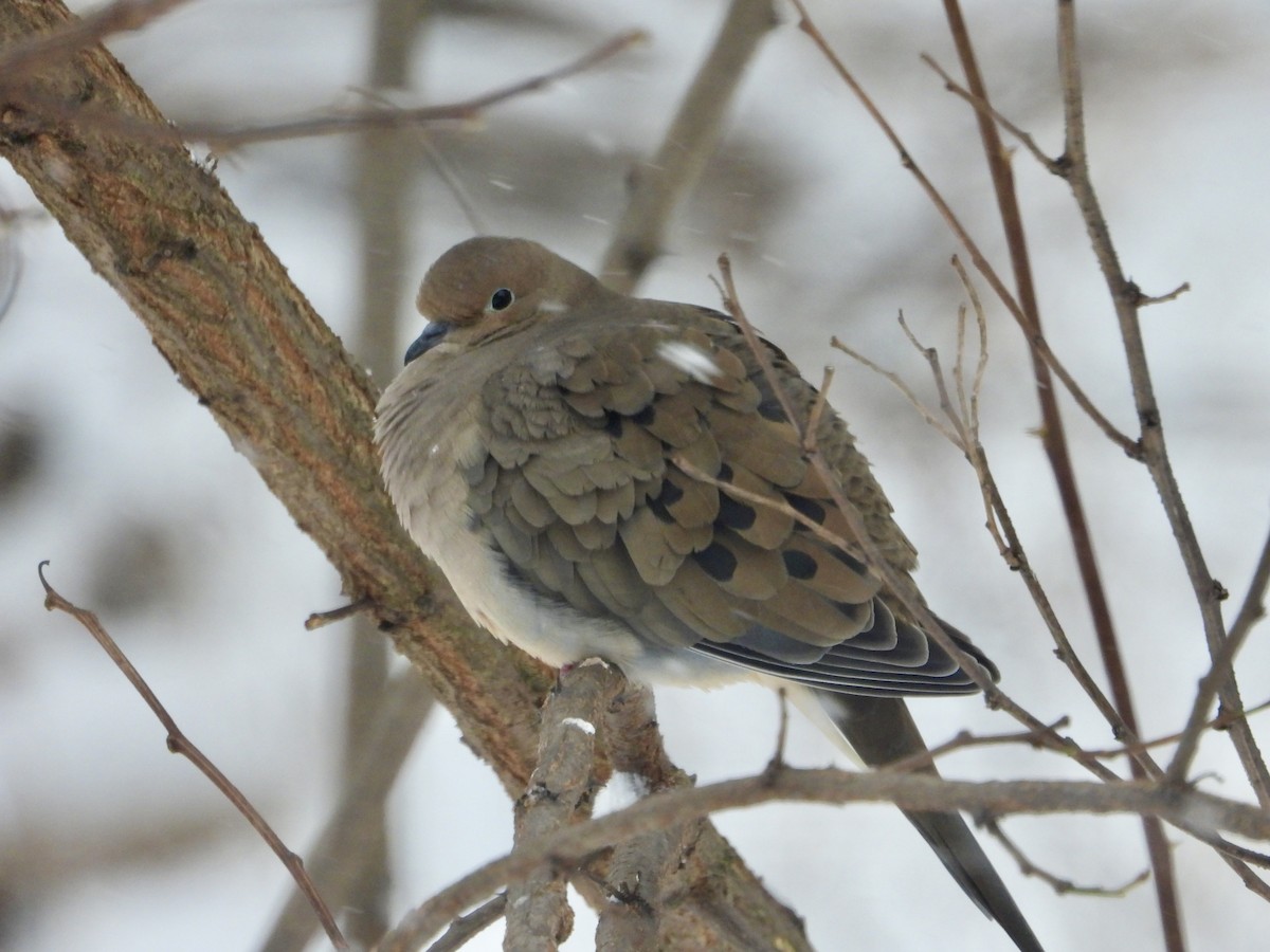 Плачущая горлица - ML646744418