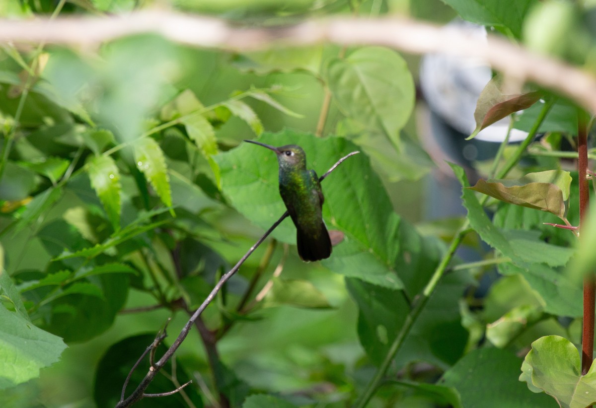 Glittering-throated Emerald - ML646744421