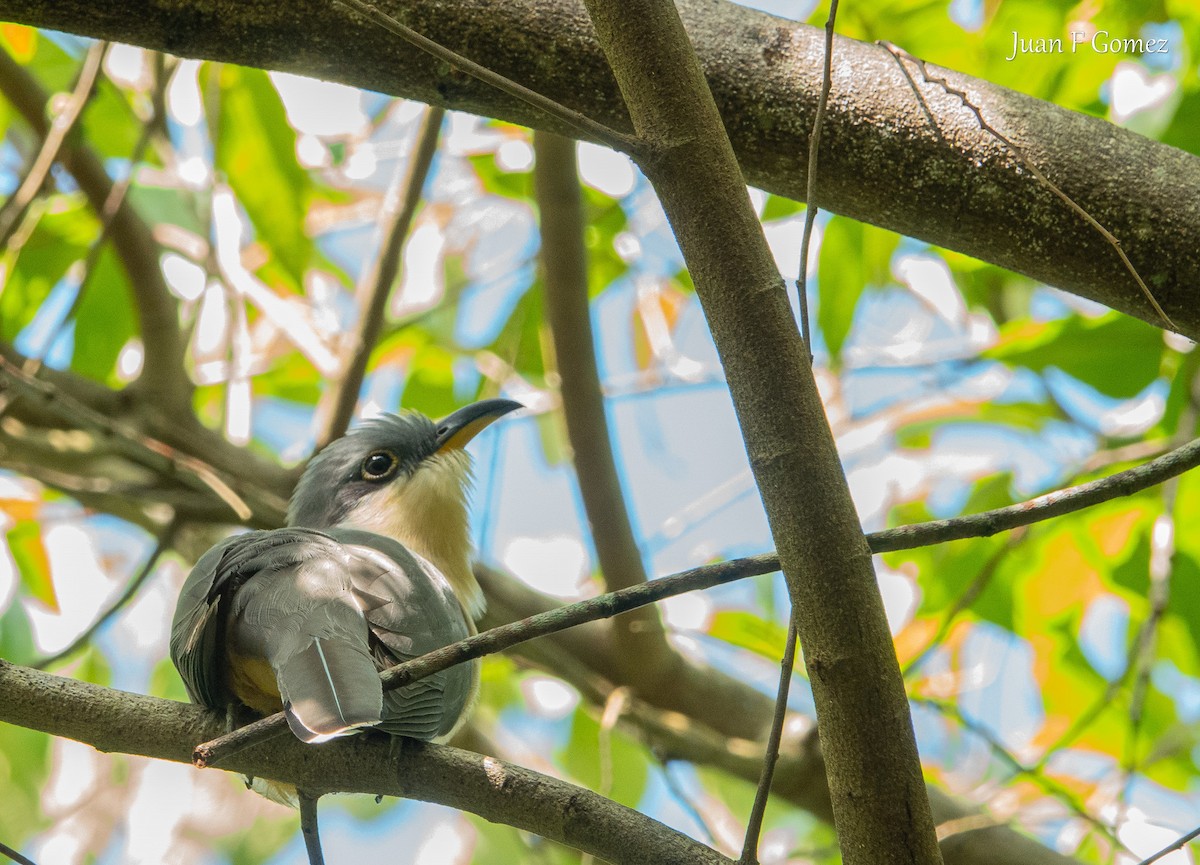 Мангровая пиайя - ML646744423