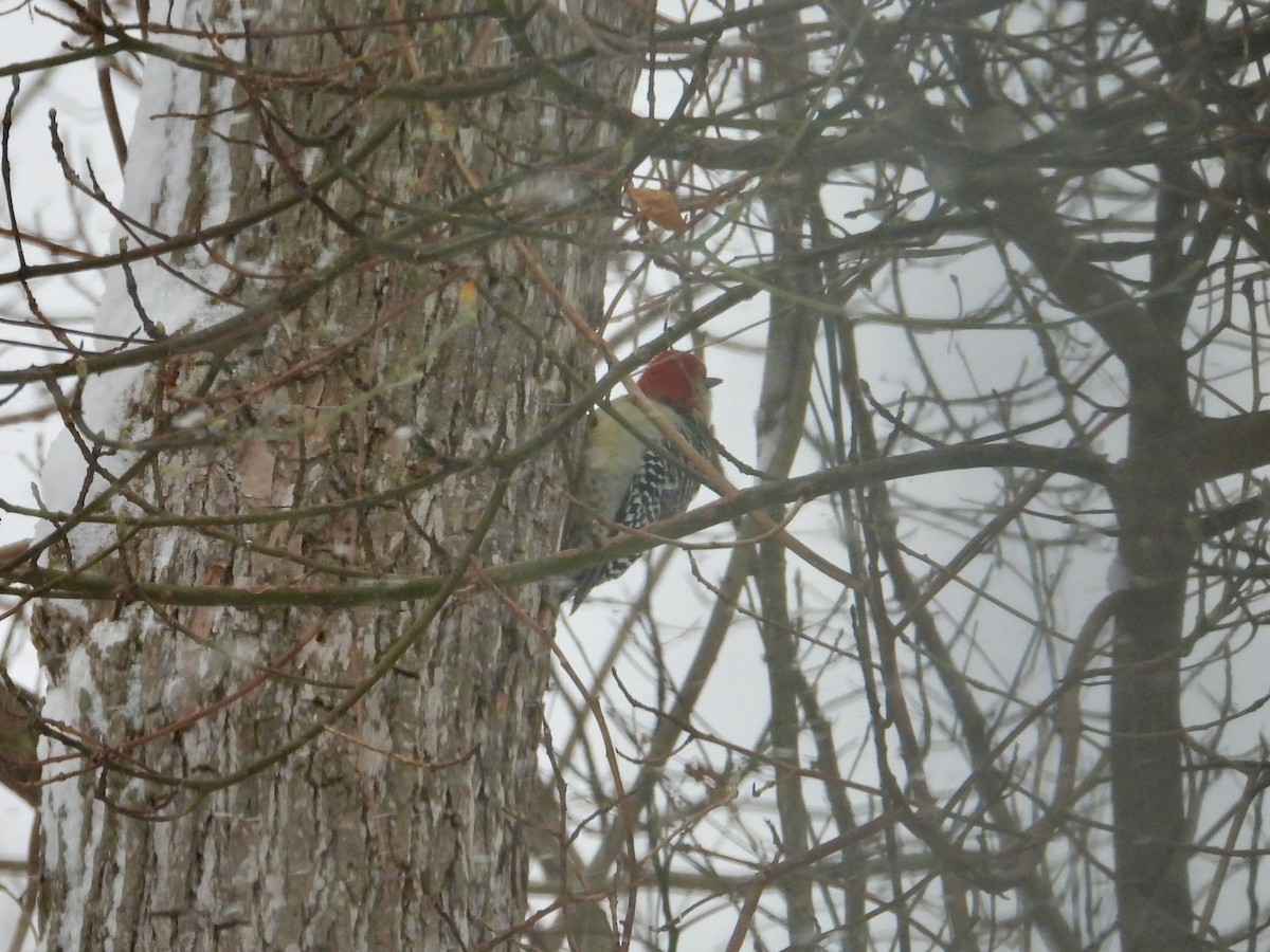 Каролинский дятел - ML646744424