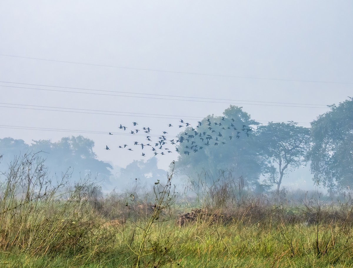 Гялаан билүүс - ML646744425