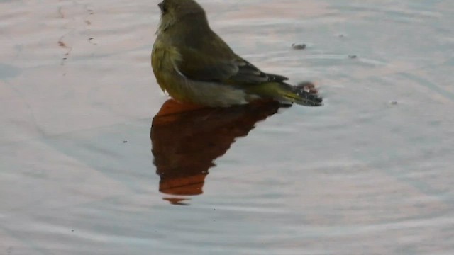 ירקון - ML646744431