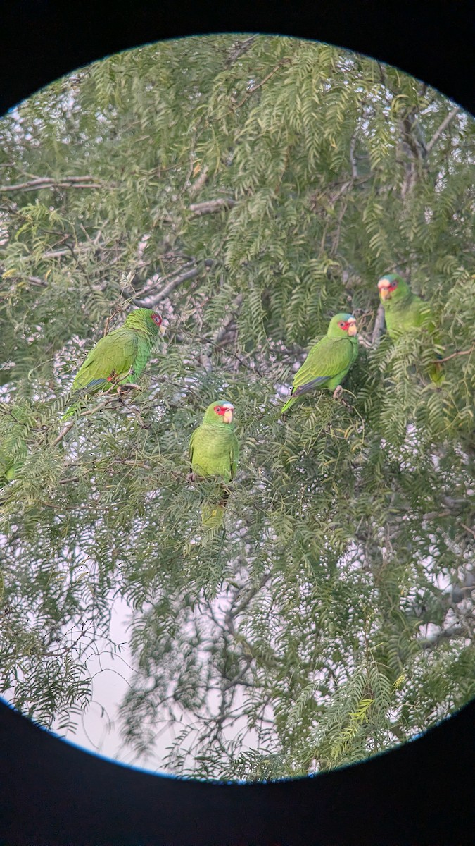 Weißstirnamazone - ML646744432