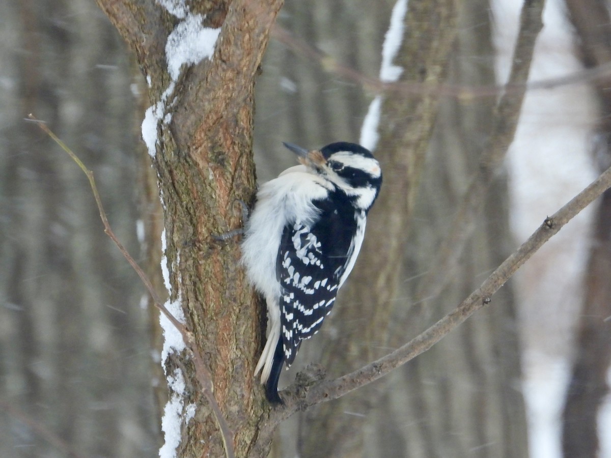 Пушистый дятел - ML646744436