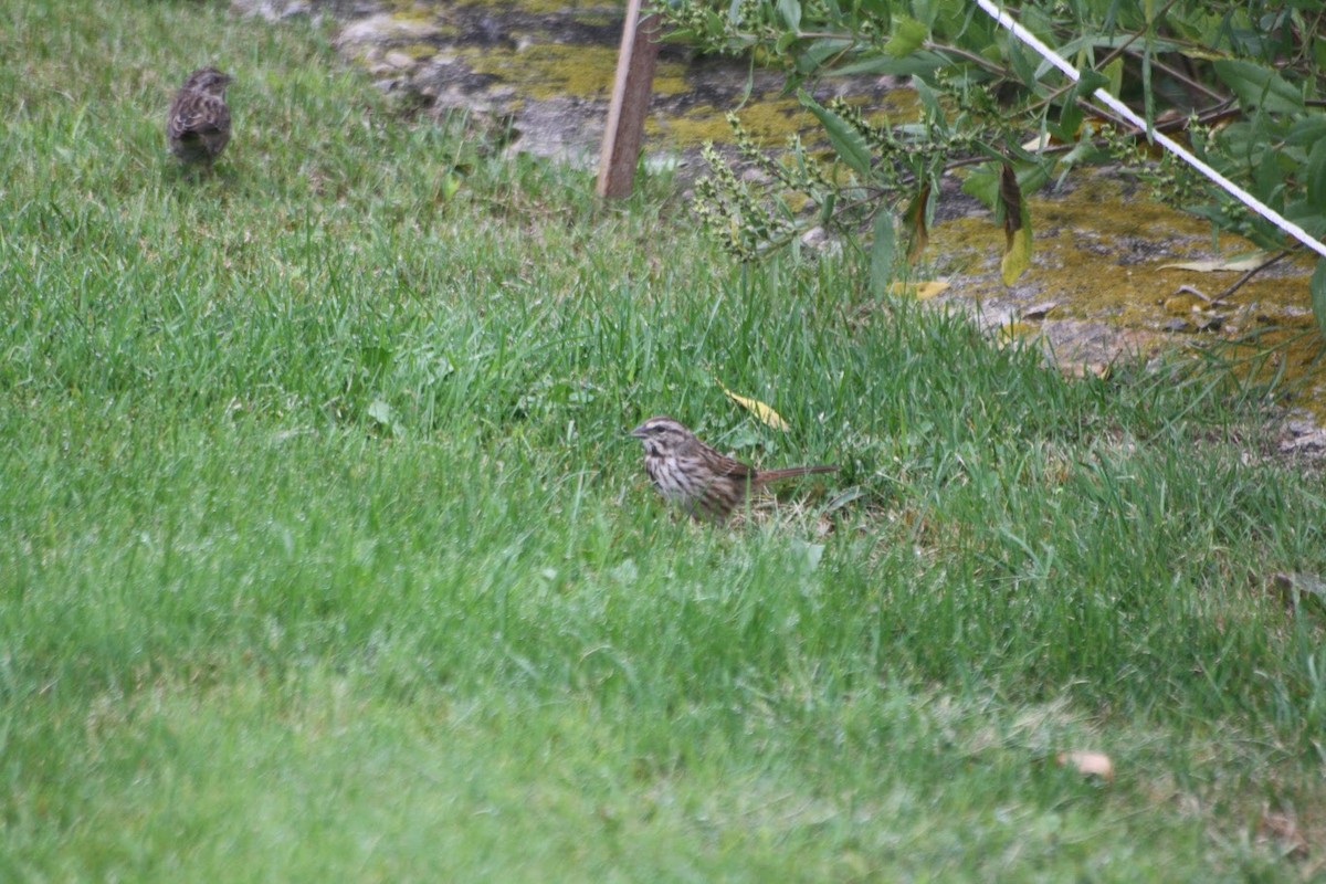 Song Sparrow - ML646744438