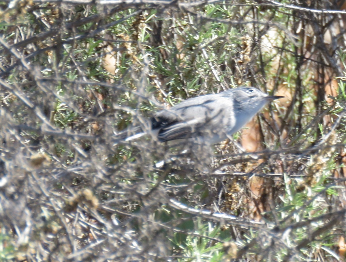 Комароловка сиза - ML646744440