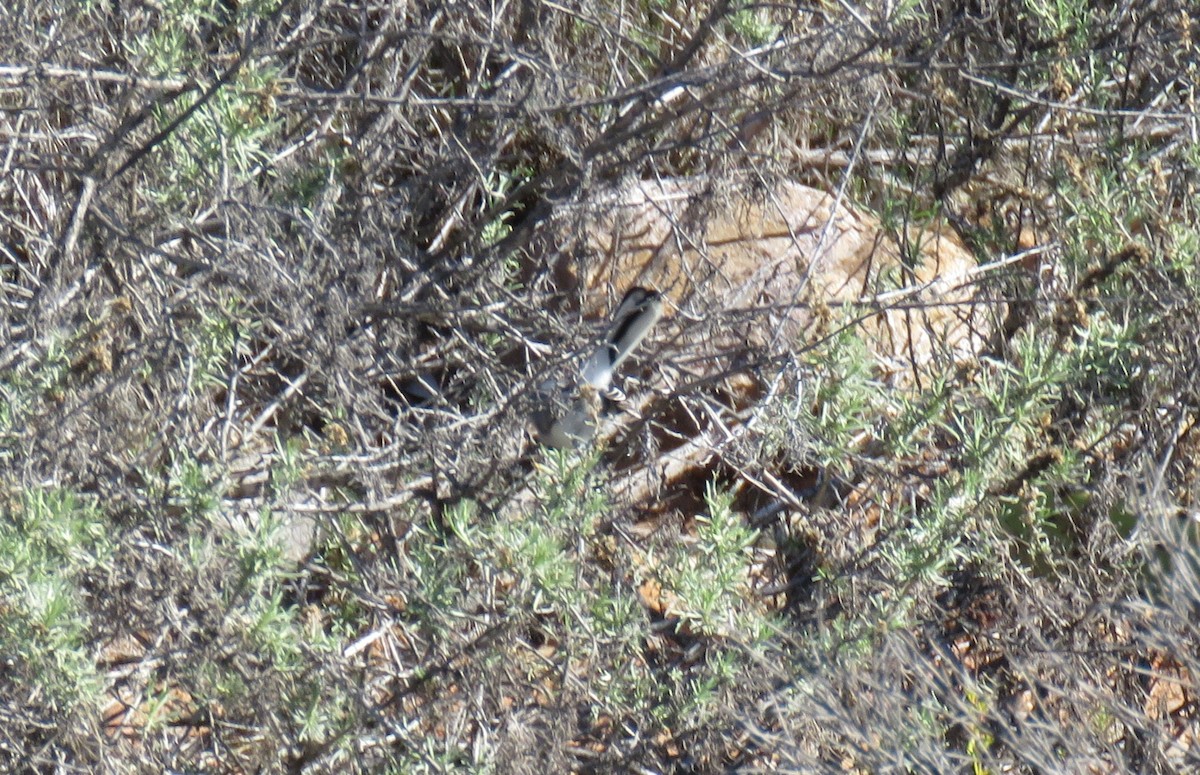 Комароловка сиза - ML646744441