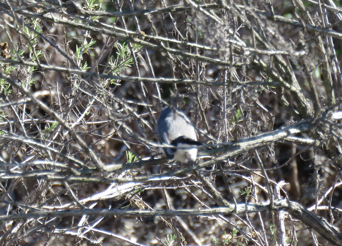 Комароловка сиза - ML646744442