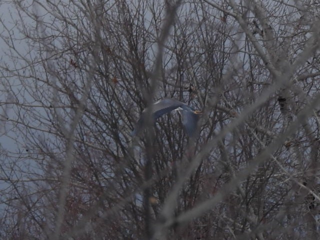 Great Blue Heron - ML646744443