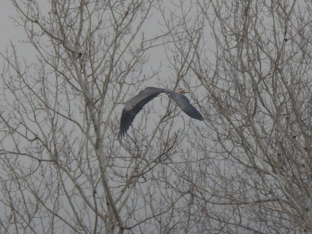 Great Blue Heron - ML646744444