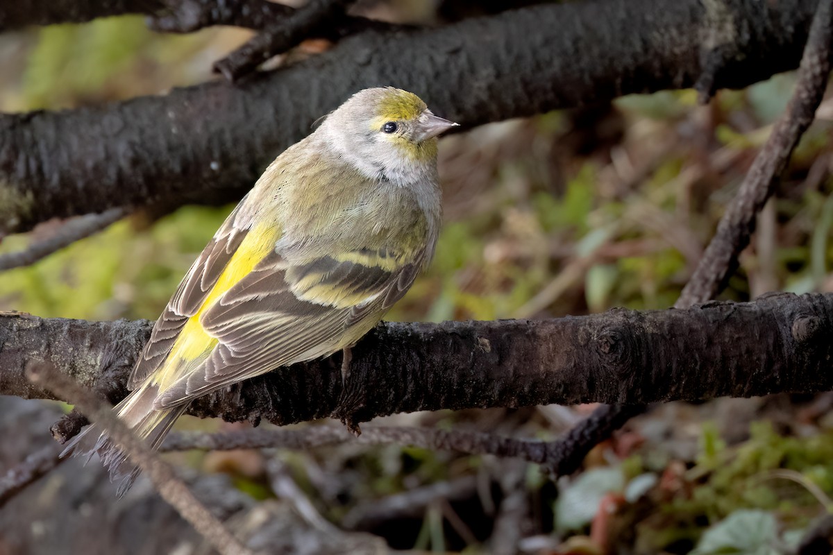 Citril Finch - ML646744445