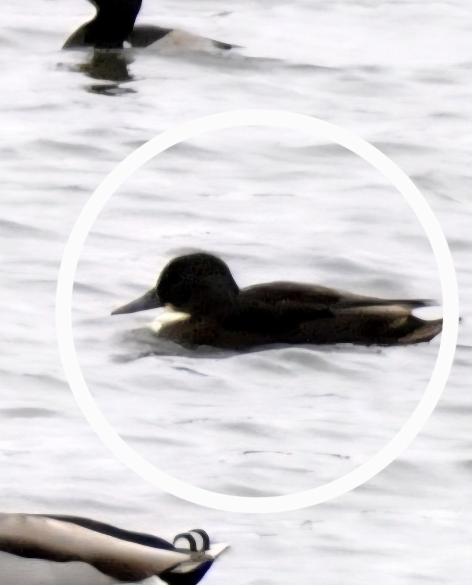 American Black Duck - ML646744447