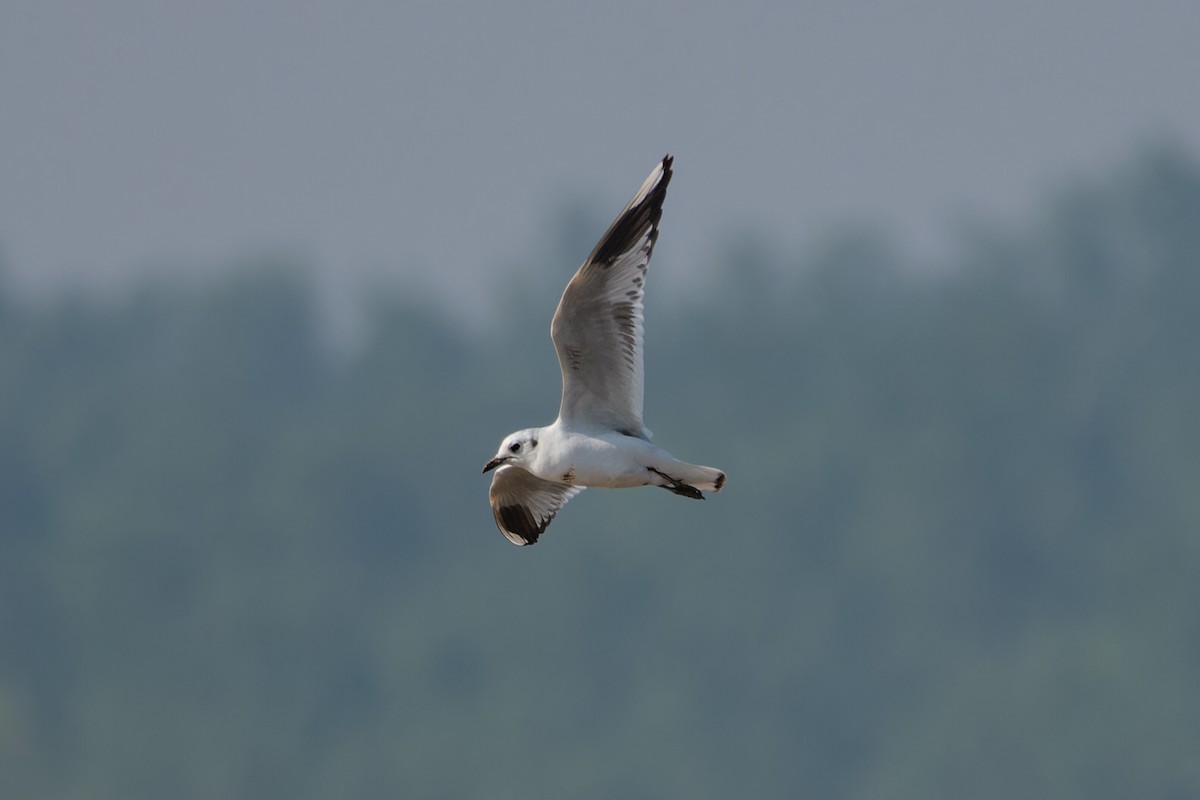 Saunders Martısı - ML646744448