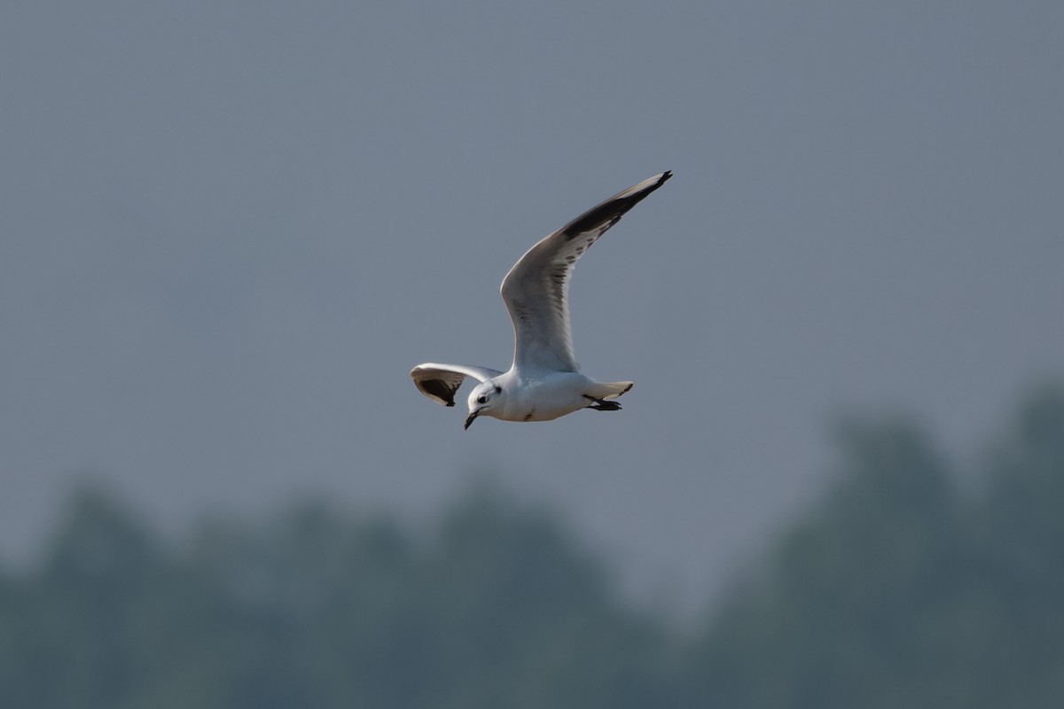 Saunders Martısı - ML646744449