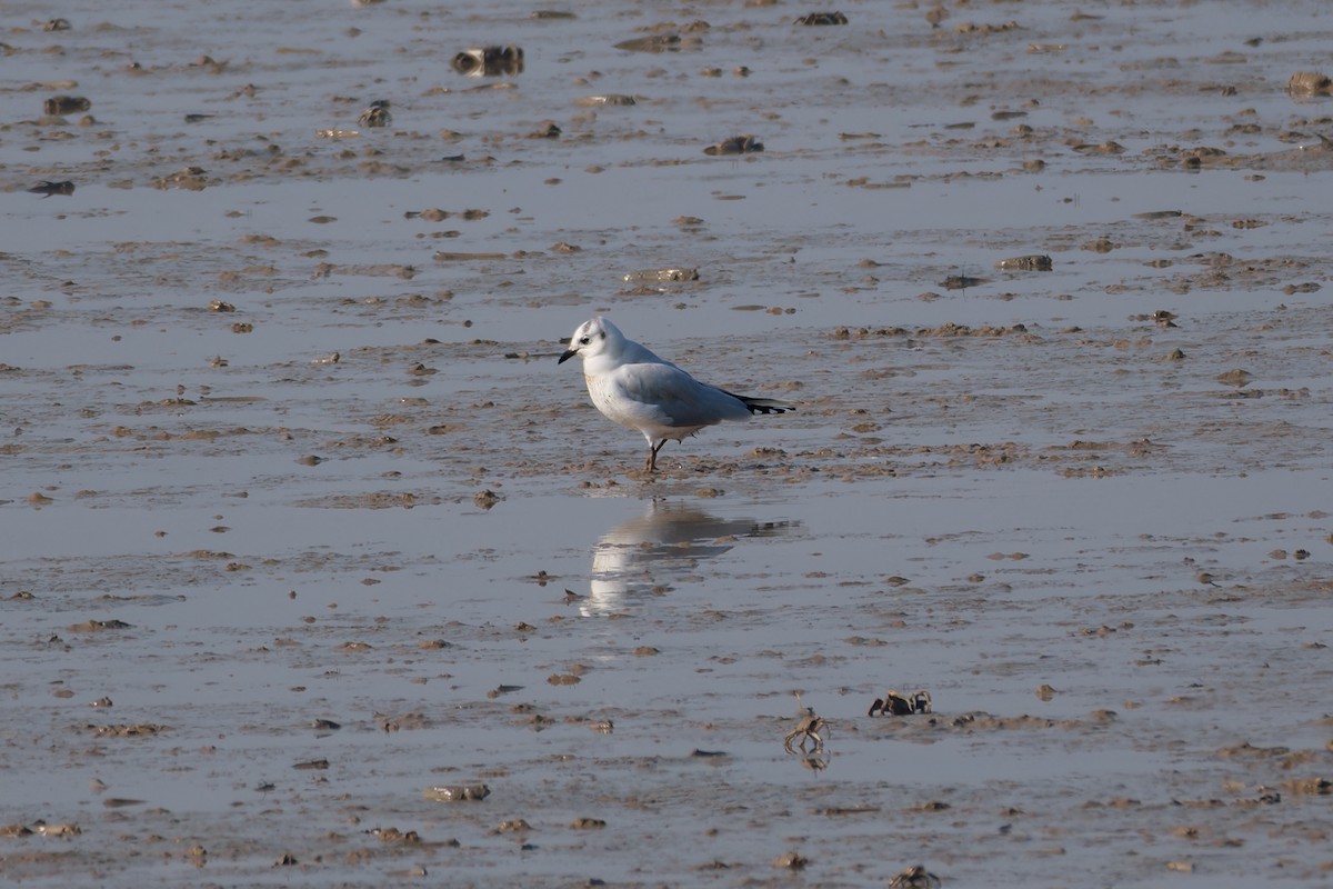 Saunders Martısı - ML646744450