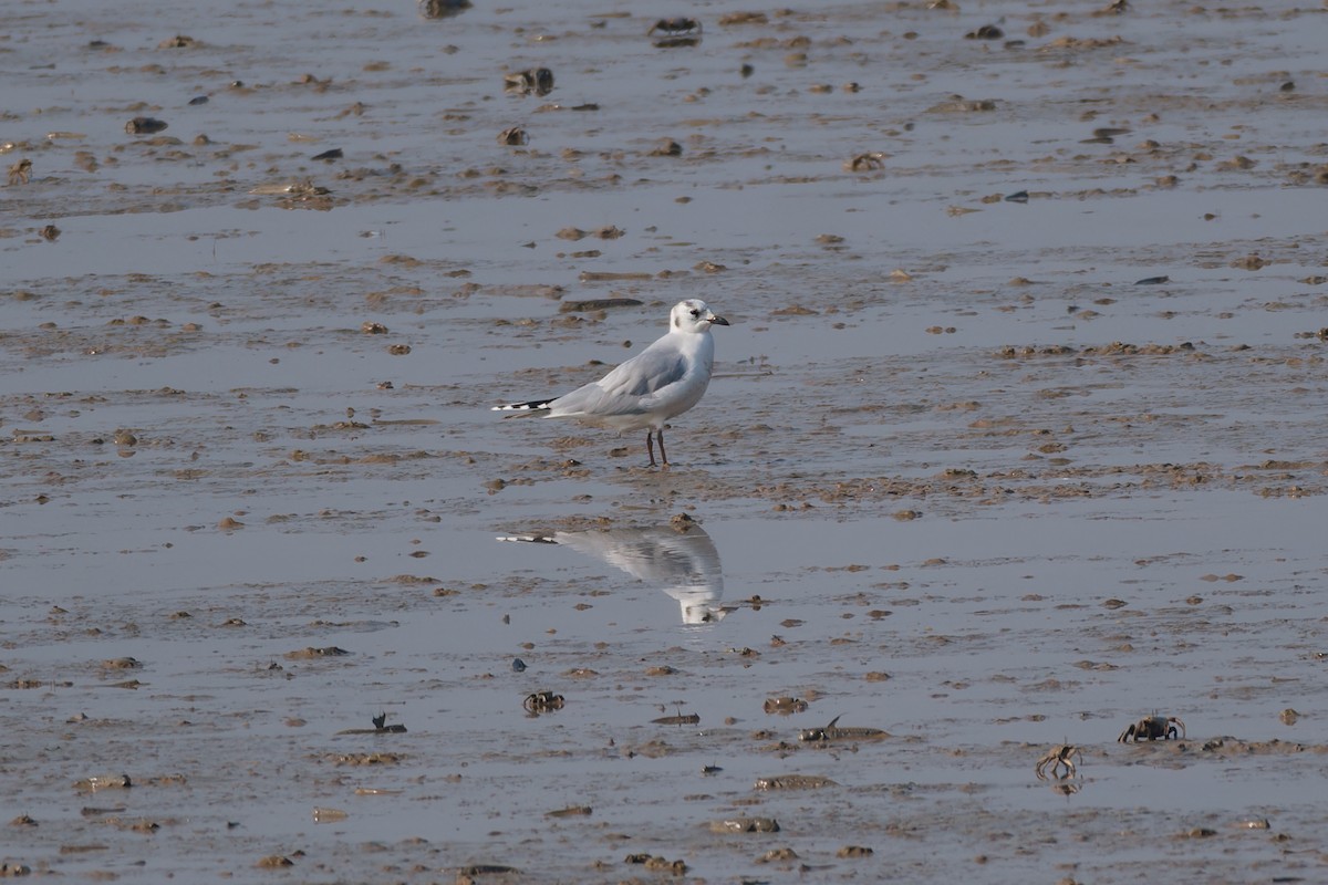 Saunders Martısı - ML646744451