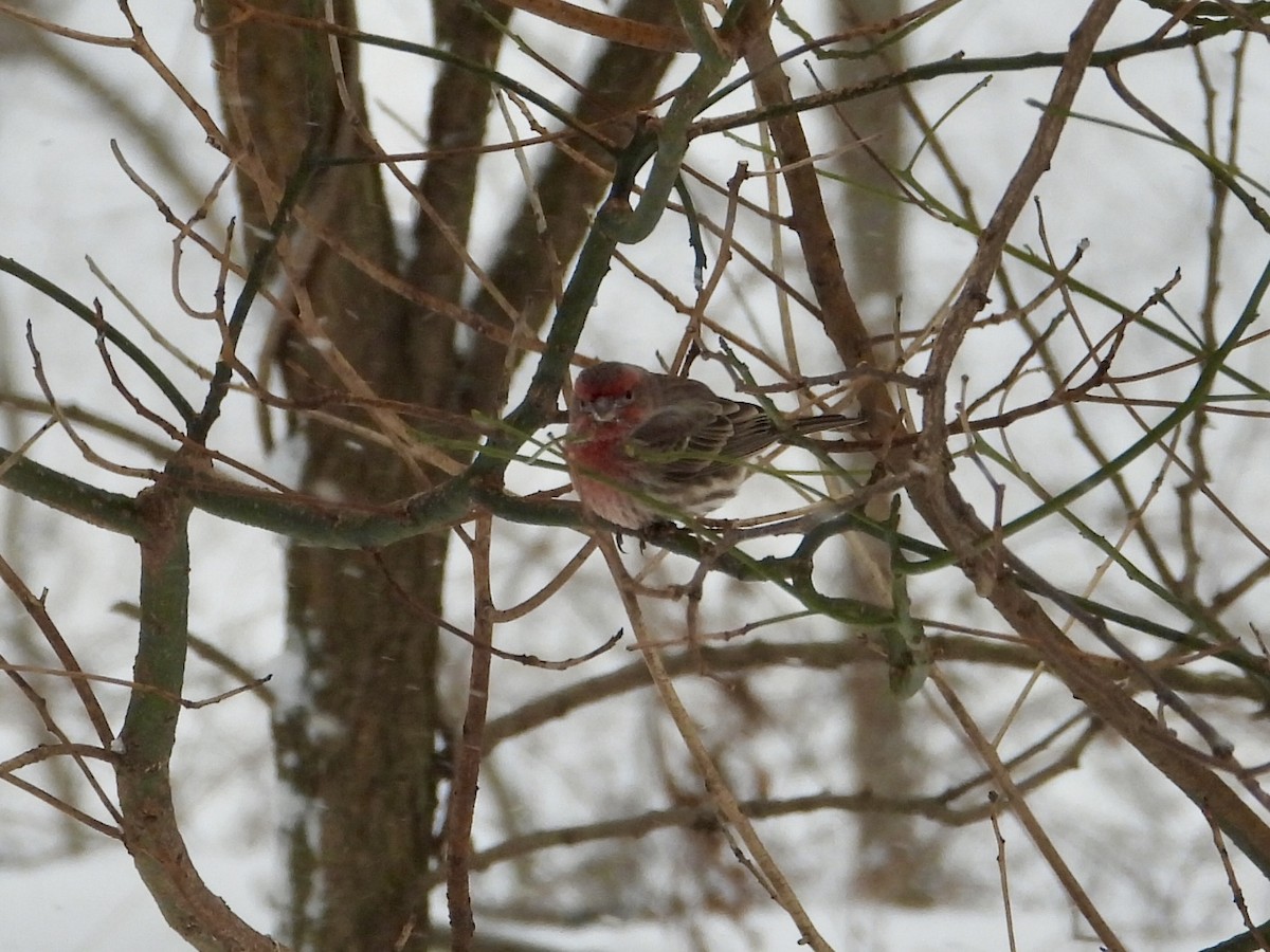 Мексиканская чечевица - ML646744452