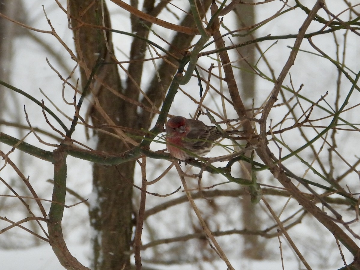 Мексиканская чечевица - ML646744453