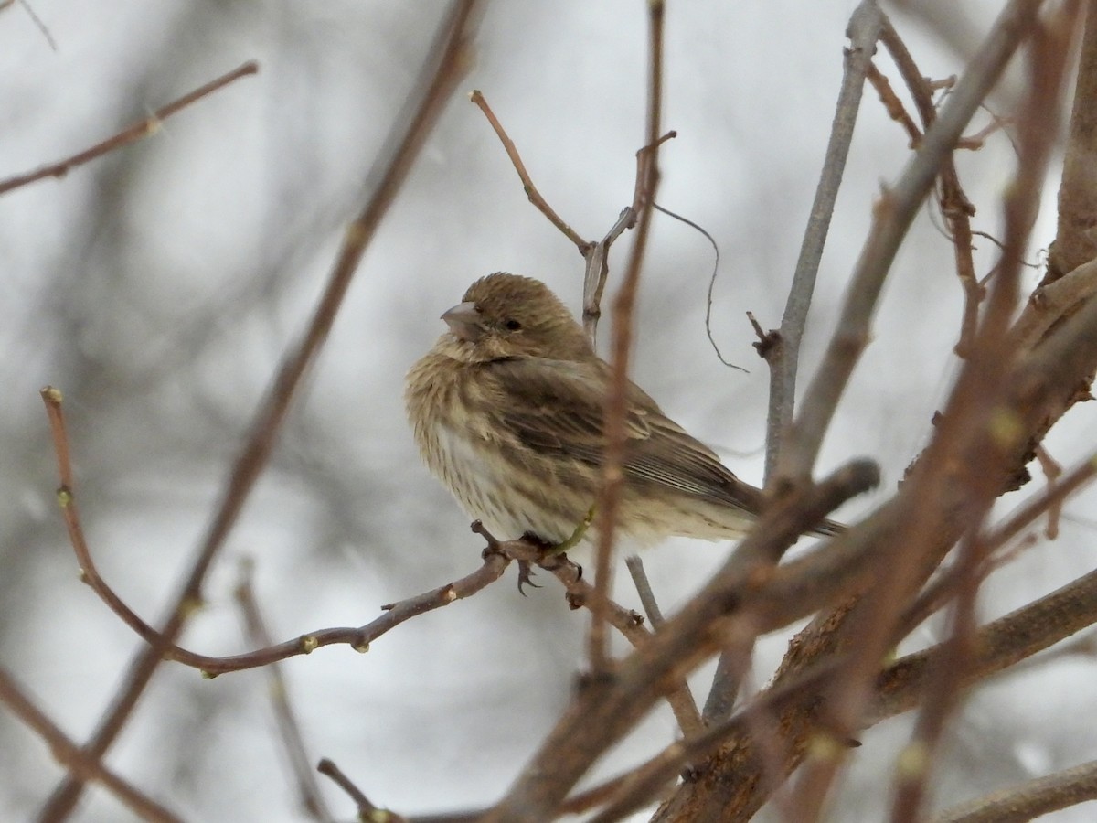 Мексиканская чечевица - ML646744454