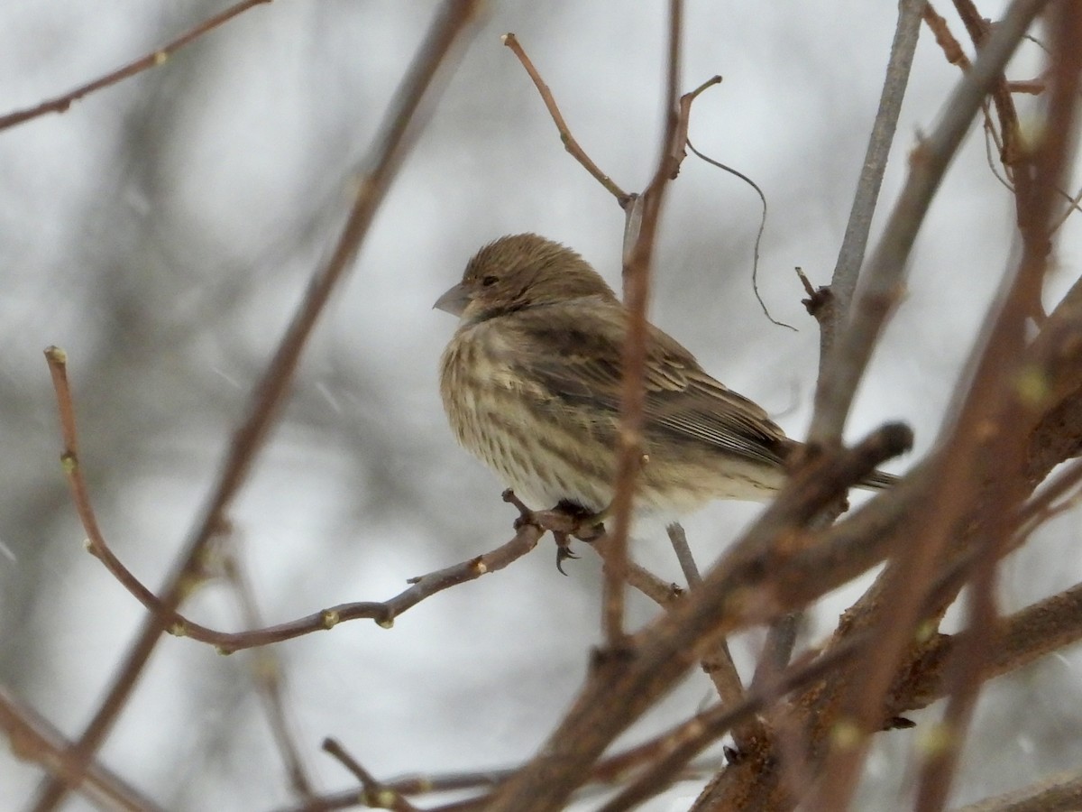 Мексиканская чечевица - ML646744455