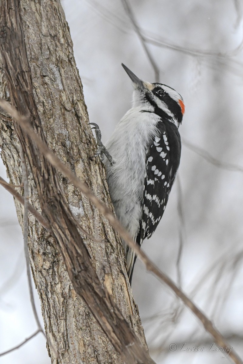 Hairy Woodpecker - ML646744457