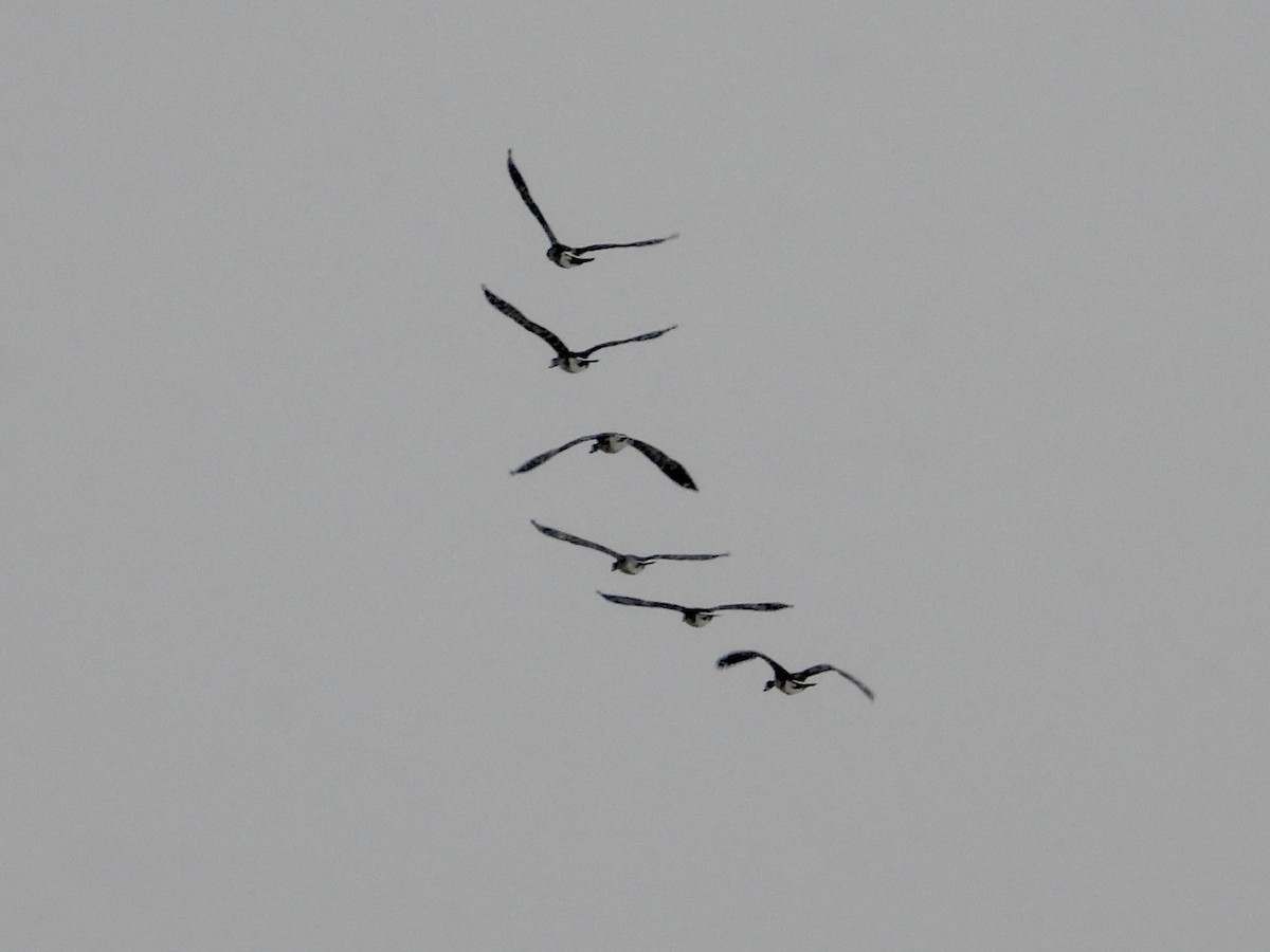 Канадская казарка - ML646744459