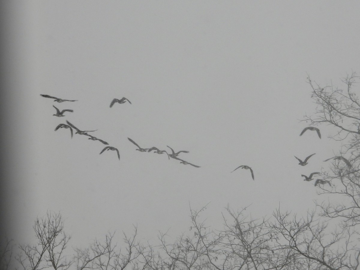 Канадская казарка - ML646744460